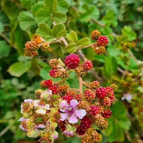 دانلود آهنگ پی پاداش گنده و ریسک بیشتر گوش میدن به جیدال گنگسترا هنو جیدال